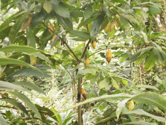 Green Field Spices and Herbal Garden